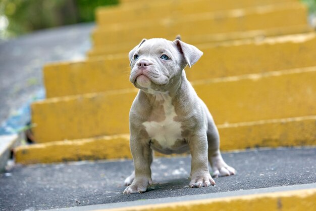 Hermoso y lindo cachorro bulli americano sobre una superficie de hormigón, escaleras urbanas