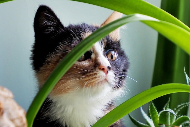 Foto un hermoso y lindo gatito de tres pelos en las plantas