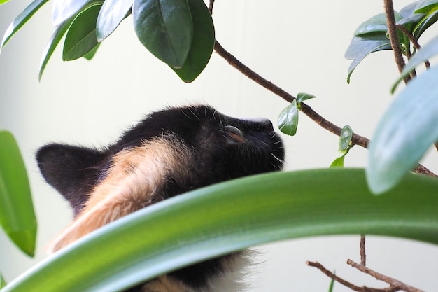 un hermoso y lindo gatito de tres pelos en las plantas