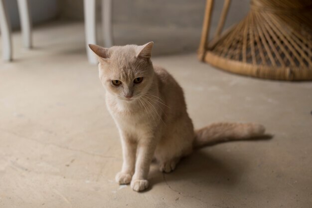 Hermoso lindo gato gris anaranjado