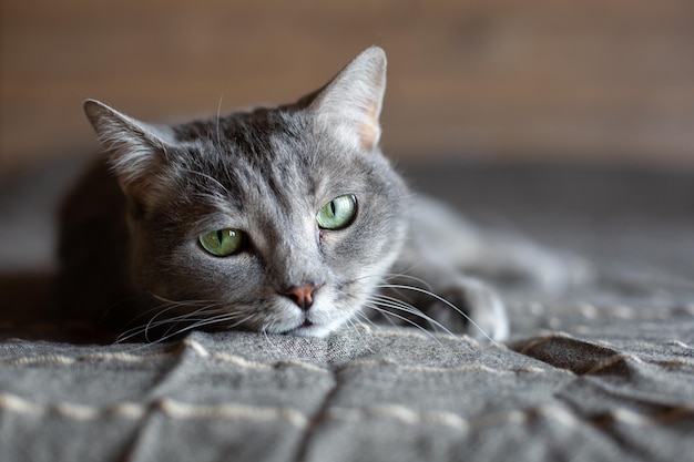 Hermoso lindo gato gris con ojos verdes La mascota yace en la cama