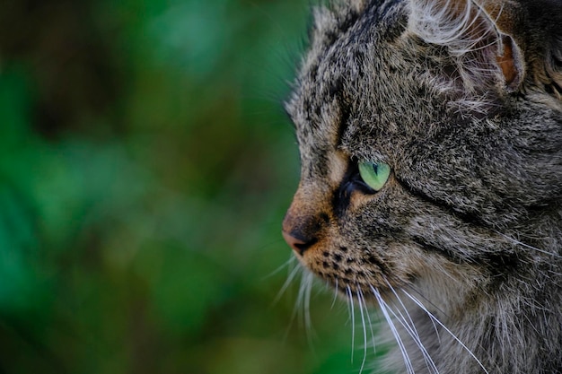 Hermoso y lindo gato gris con ojos verdes