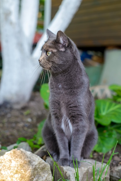 Hermoso lindo gato gris oscuro sentado en el jardín de verano