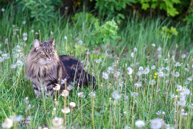 Un hermoso y lindo gato mullido caminando en un campo entre dientes de león