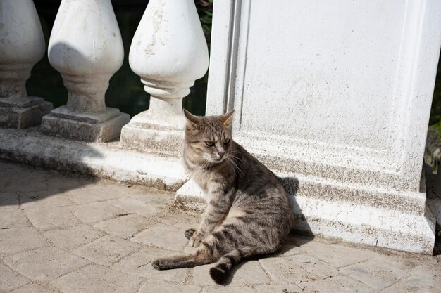 Hermoso lindo gato tomando un baño de sol en la calle del casco antiguo