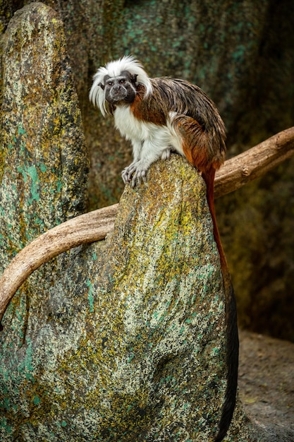 Hermoso y lindo mono tamarin en la roca Saguinus Pequeña especie de mono