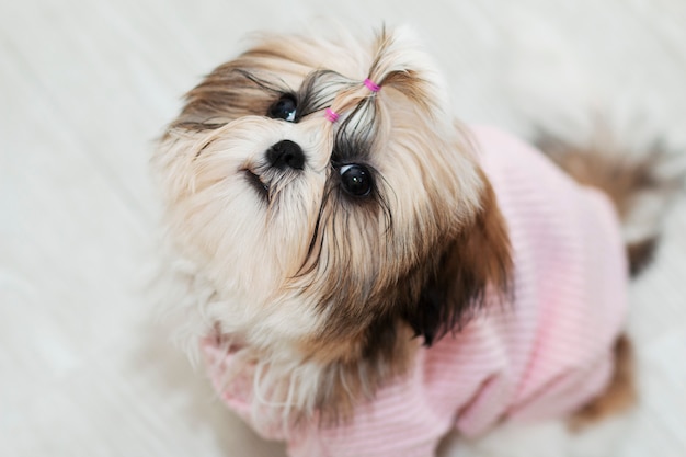 Hermoso lindo perrito tzu en ropa rosa mira arriba | Foto Premium