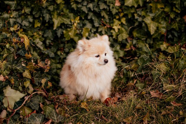 Hermoso lindo perro pomerania esponjoso afuera.