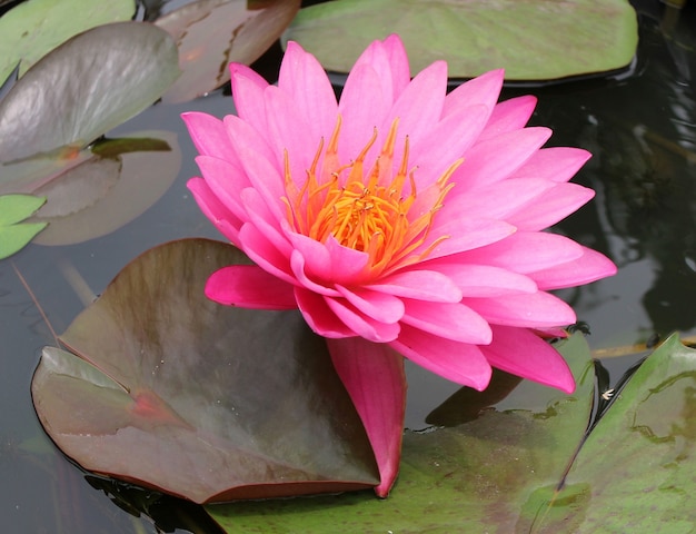 Hermoso lirio de agua y hojas verdes