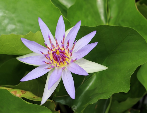 Hermoso lirio de agua y hojas verdes