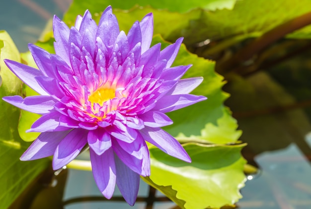 Hermoso lirio de agua púrpura o flor de loto.