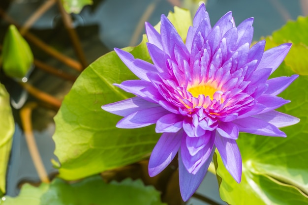 Hermoso lirio de agua púrpura o flor de loto.