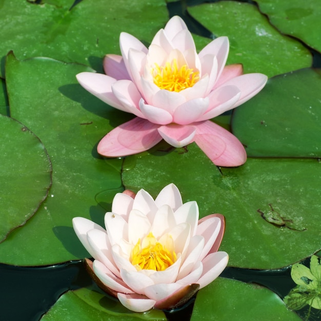 Hermoso lirio de agua rosa (Nymphaea alba) en el estanque