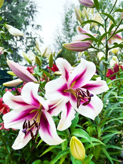 Hermoso lirio morado y blanco floreciendo en el jardín de verano Lily Nymph