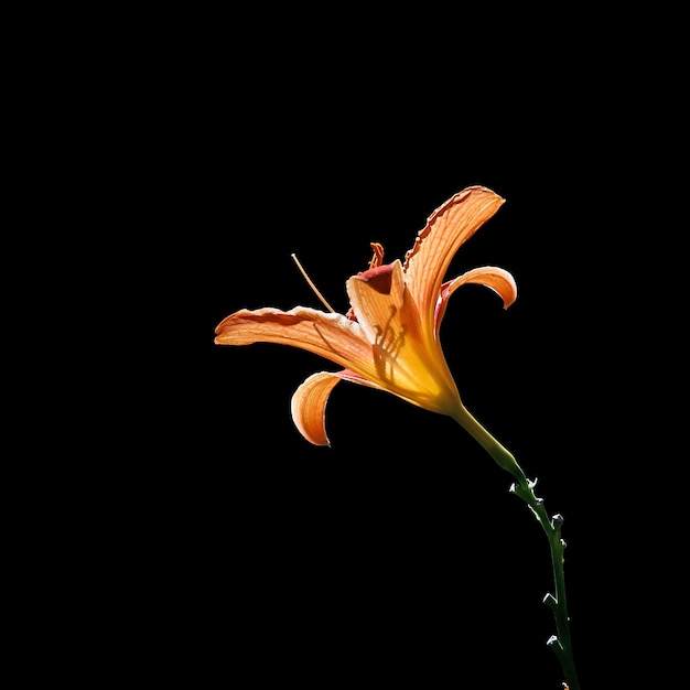 Hermoso lirio naranja aislado en un fondo negro