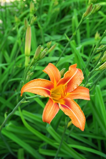 hermoso lirio naranja que crece en el jardín