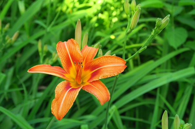 hermoso lirio naranja que crece en el jardín