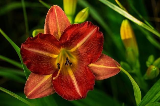 Hermoso lirio rojo