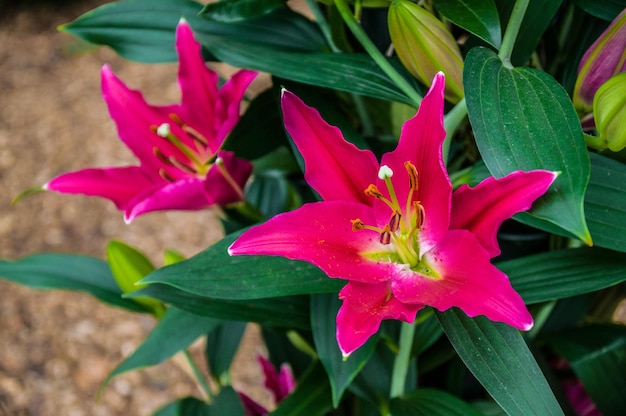 Hermoso lirio rosa en macro Parque Keukenhof Lisse Holanda