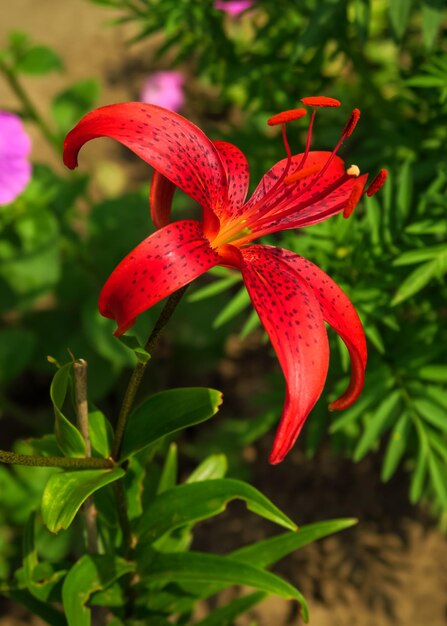 un hermoso lirio violeta crece en una cama en un jardín de flores. concepto de cultivo de flores