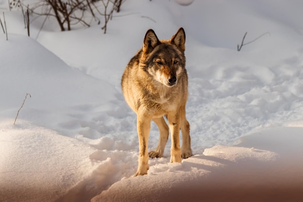 Hermoso lobo en un camino nevado