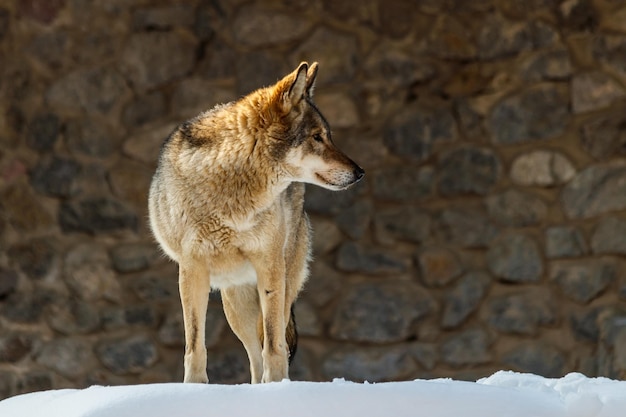 Hermoso lobo en un camino nevado