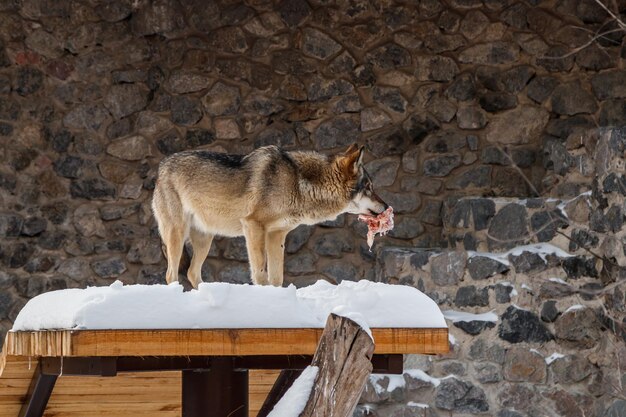 Hermoso lobo en un camino nevado