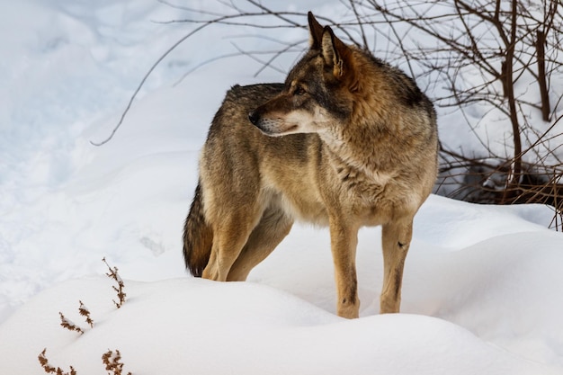 Hermoso lobo en un camino nevado