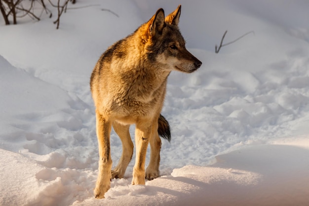 Hermoso lobo en un camino nevado