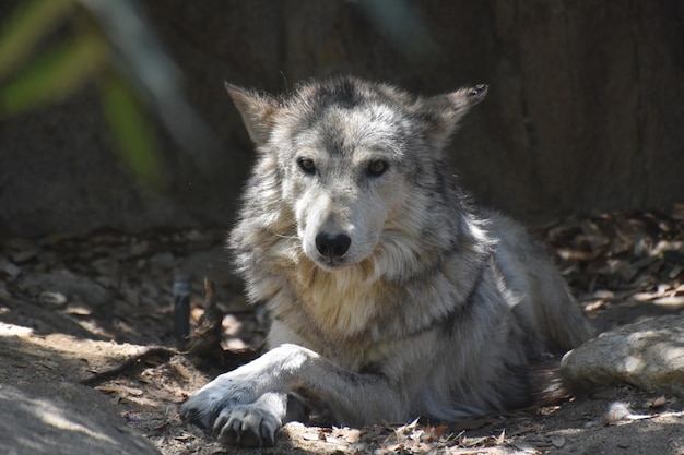 Hermoso lobo de madera descansando en un montón de hojas