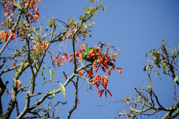 Hermoso loro en el árbol alimentándose en invierno en Brasil