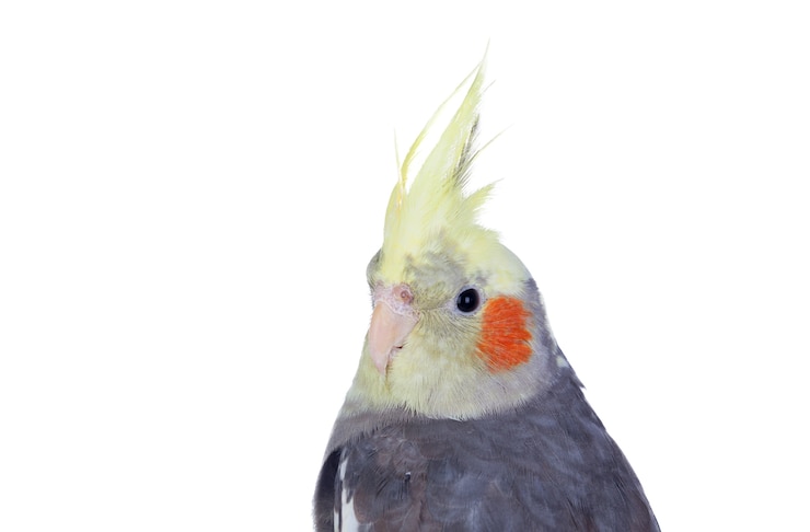 Foto hermoso loro ninfa gris con cresta amarilla