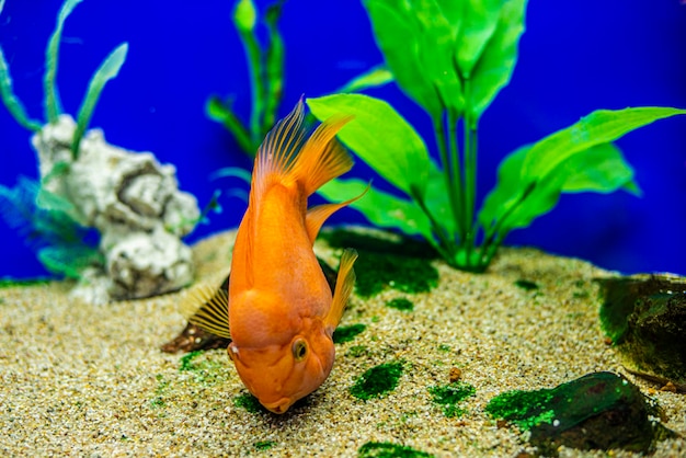 Hermoso loro rojo anaranjado brillante cerca de cíclidos en un acuario