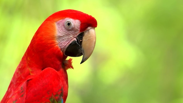 Hermoso loro rojo de perfil