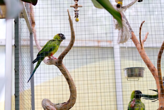 Hermoso loro salvaje en una jaula de pájaros