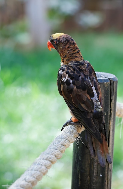 Hermoso loro sentado en una cuerda