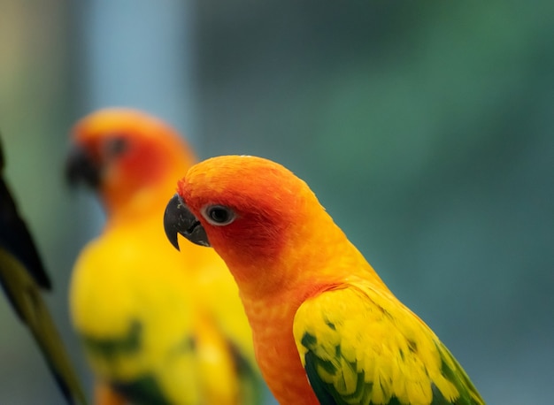 Hermoso loro, Sun Conure en rama de árbol