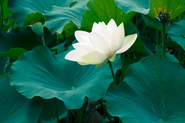 Hermoso loto blanco en un estanque japonés entre grandes hojas verdes