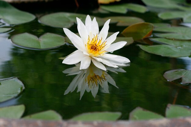 Hermoso loto blanco en el estanque