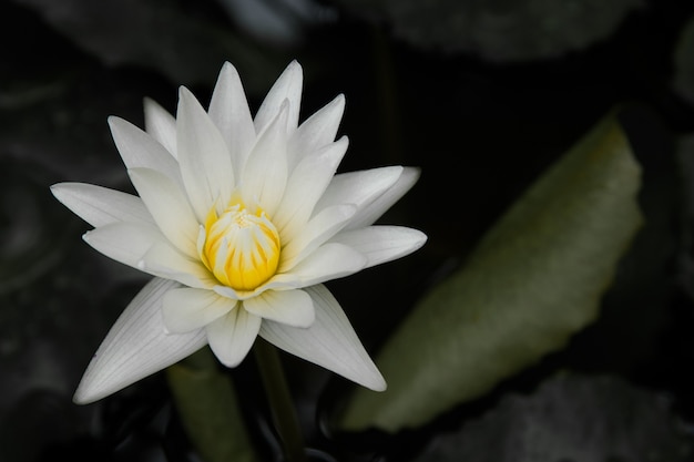 Hermoso loto blanco en el fondo del espacio de la charca.