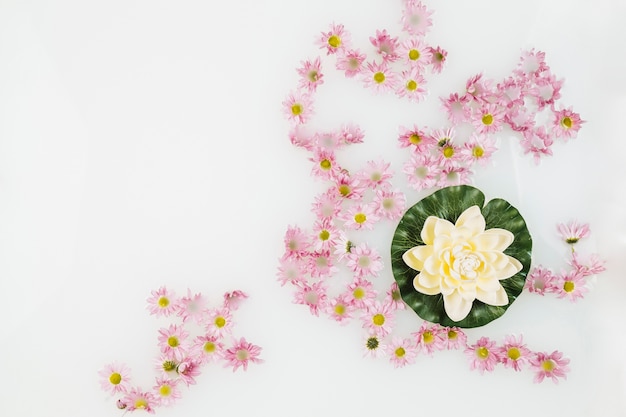 Hermoso loto y flores de color rosa en el baño de spa con leche