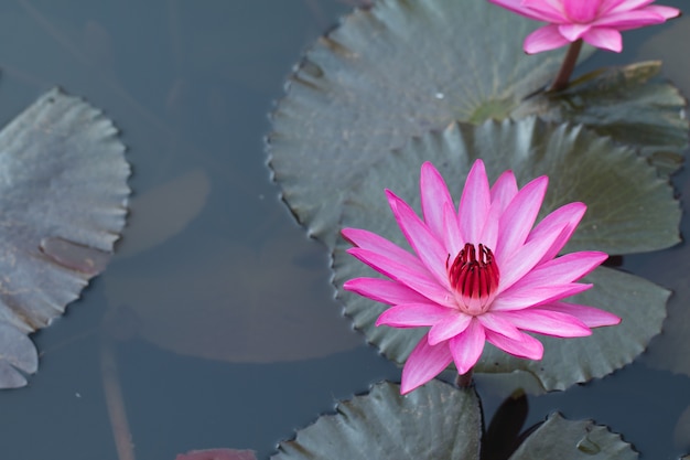 Hermoso loto rosa en la piscina de agua natural