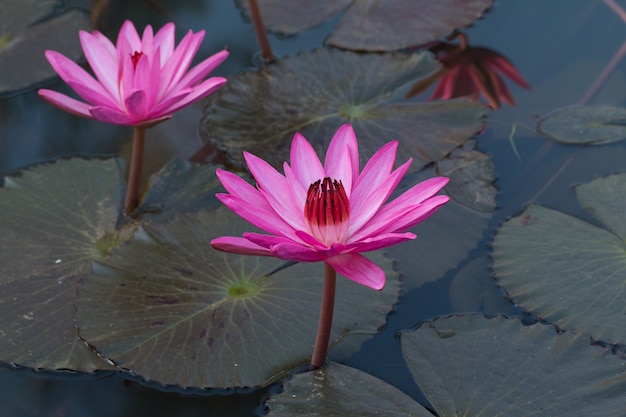 Hermoso loto rosa en la piscina de agua natural