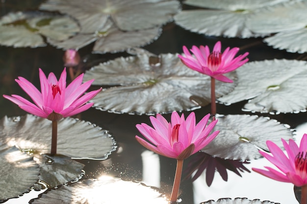 Hermoso loto rosa en la piscina de agua natural