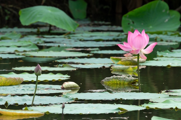 Hermoso loto rosa que florece en un estanque