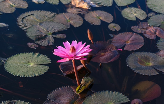 Hermoso loto rosa en el río.