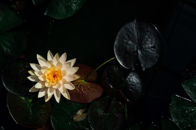Hermoso loto tailandés en la superficie del agua azul oscuro