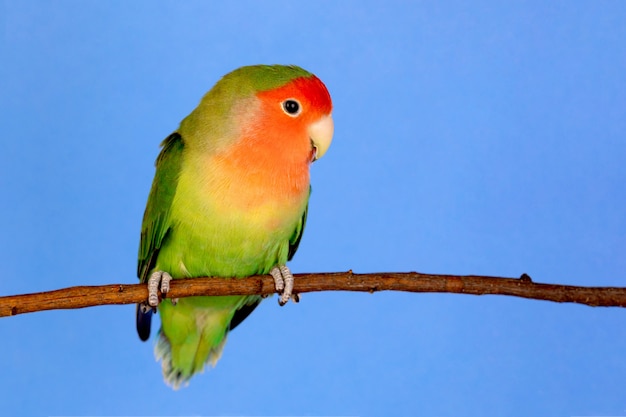 Hermoso lovebird en una rama