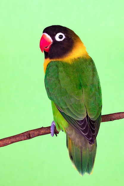 Hermoso lovebird en una rama