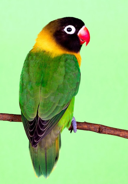 Hermoso lovebird en una rama